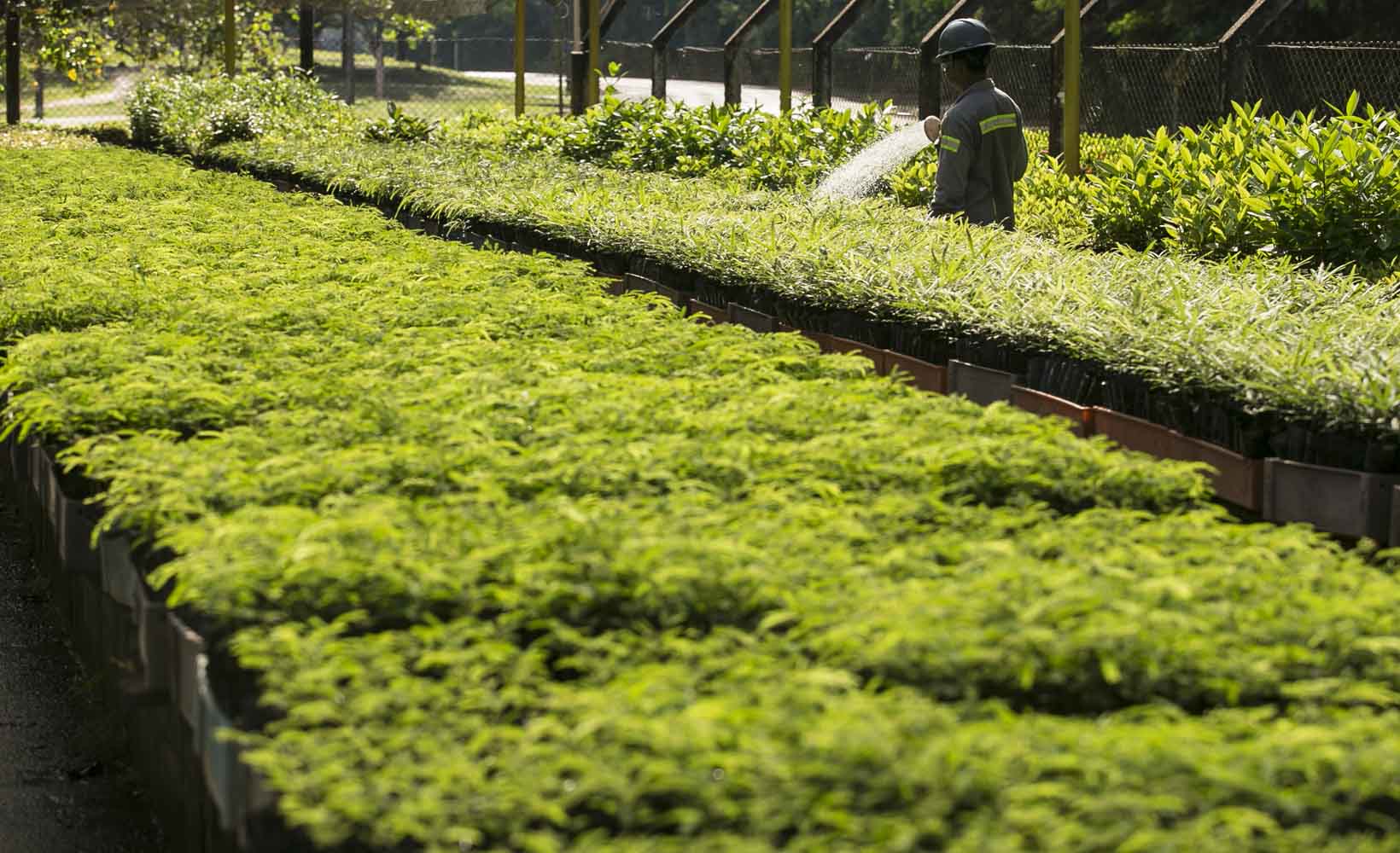 Em prol do meio ambiente, MRN investe na compostagem