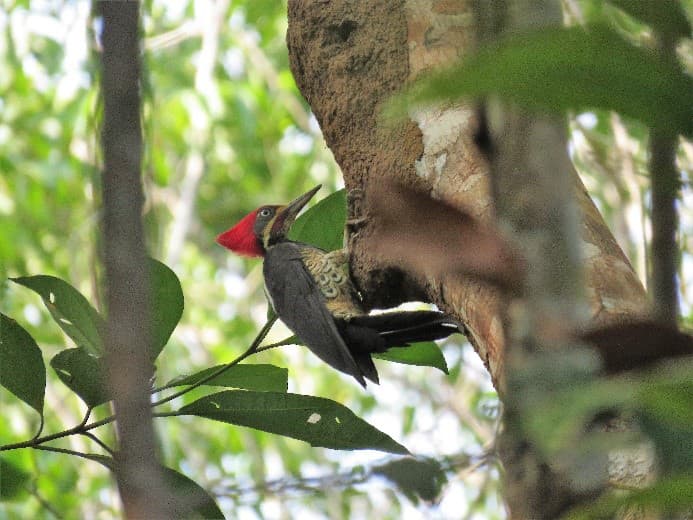 MRN lança concurso cultural para comemorar os 41 anos de atuação no Pará
