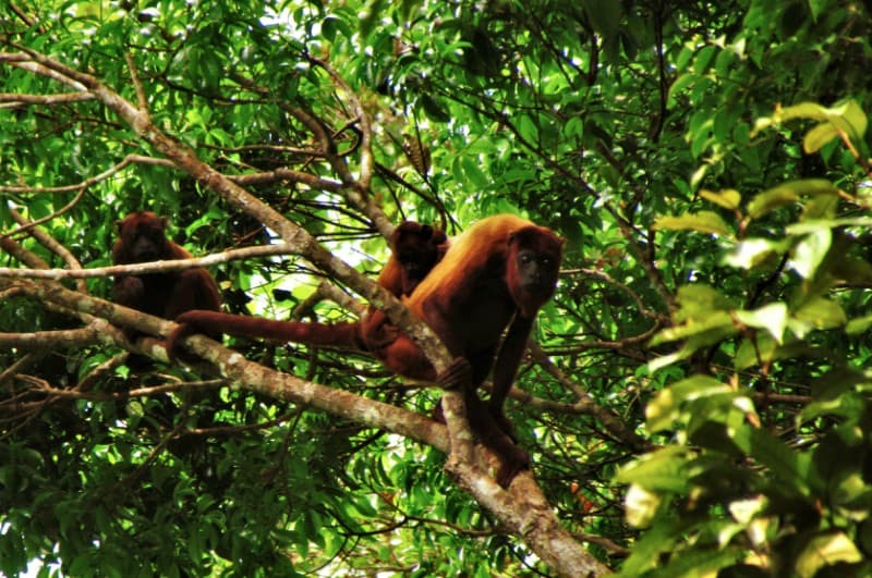 MRN comemora 10 anos do programa de pesquisa de primatas na Amazônia