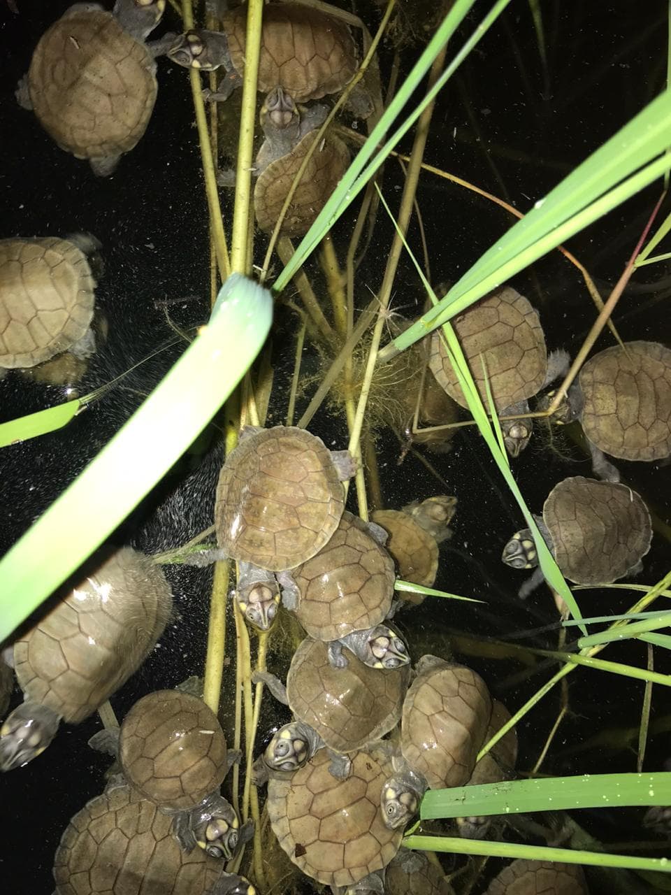 MRN apoia programa de conservação de quelônios no oeste do Pará