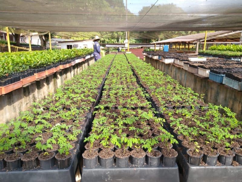 MRN atinge meta de reflorestamento em 2020 no Pará