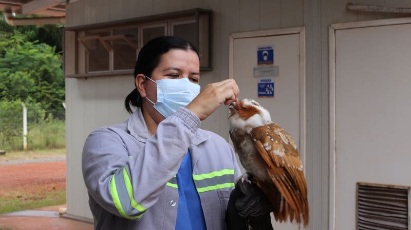 Alcoa: centro de reabilitação de animais completa um ano