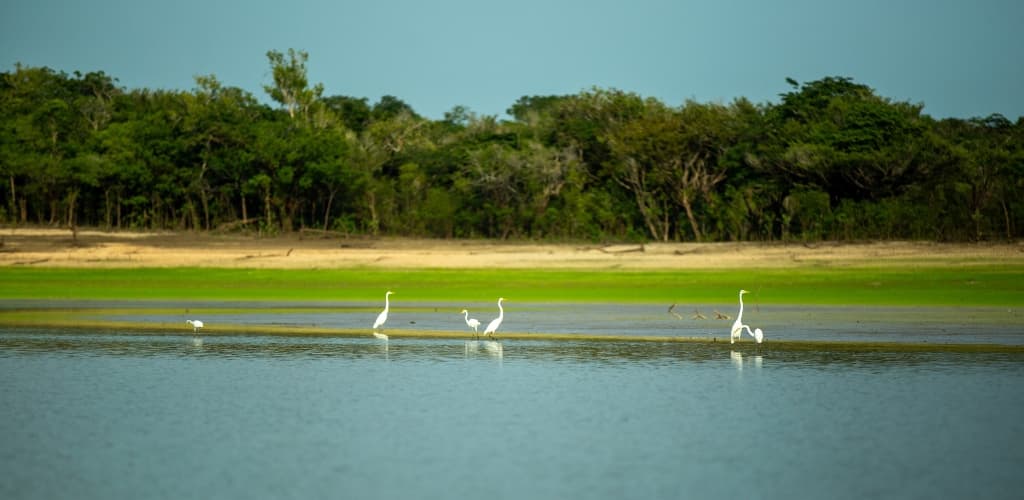 Parceria entre MRN e UFRJ resulta em programa pioneiro de restauração de ecossistema amazônico