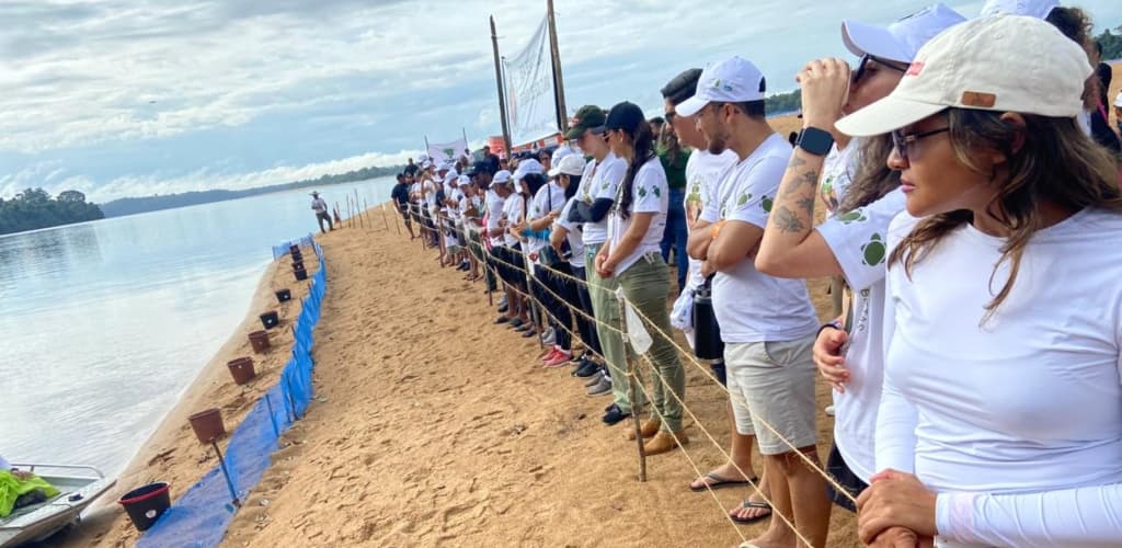 MRN devolve 8 mil filhotes de tartaruga-da-amazônia à natureza